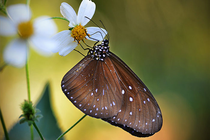 chutes de kuang si ferme papillons